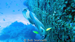 Pair of Angels on wreck dive. Cozumel, mexico by Bob Jeannetti 